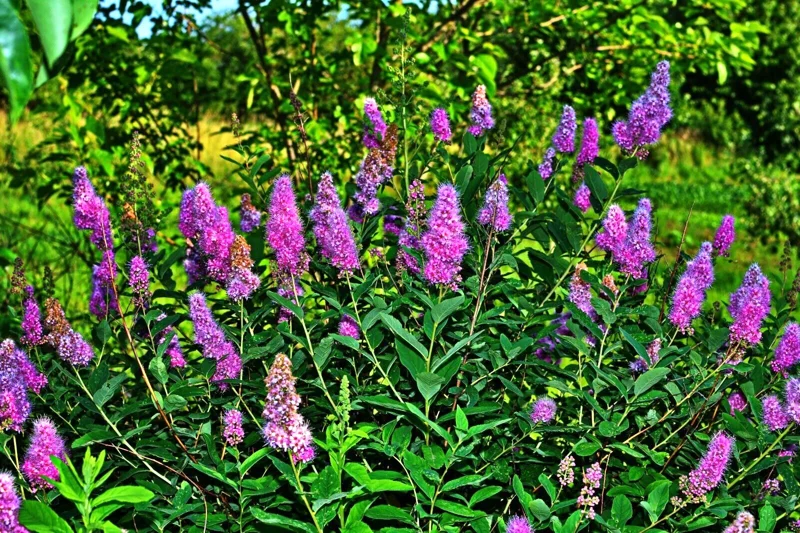 Spiraea Douglasii Seeds - Western Spirea, Steeple Bush Wildflower (1000 Seeds) - Image 2