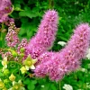 Spiraea Douglasii Seeds - Western Spirea, Steeple Bush Wildflower (1000 Seeds) - Image 1