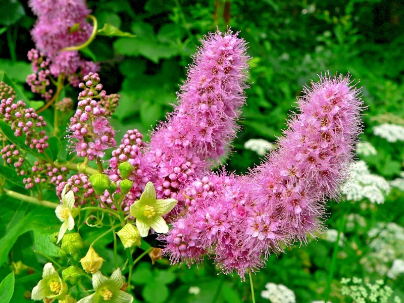 Spiraea Douglasii Seeds - Western Spirea, Steeple Bush Wildflower (1000 Seeds) - Image 1