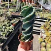 Spiral Cactus Live Plant | Cereus Forbesii Spiralis | Rare Cactus | 3.5in Pot | Rooted - Image 1