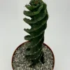 Spiral Cactus Live Plant – Cereus Forbesii Spiralis – 6 Inch Pot – Indoor/Outdoor - Image 1