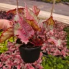 Spitfire Rex Begonia Live Plant – 5 Inch Pot – Indoor Foliage Houseplant - Image 1