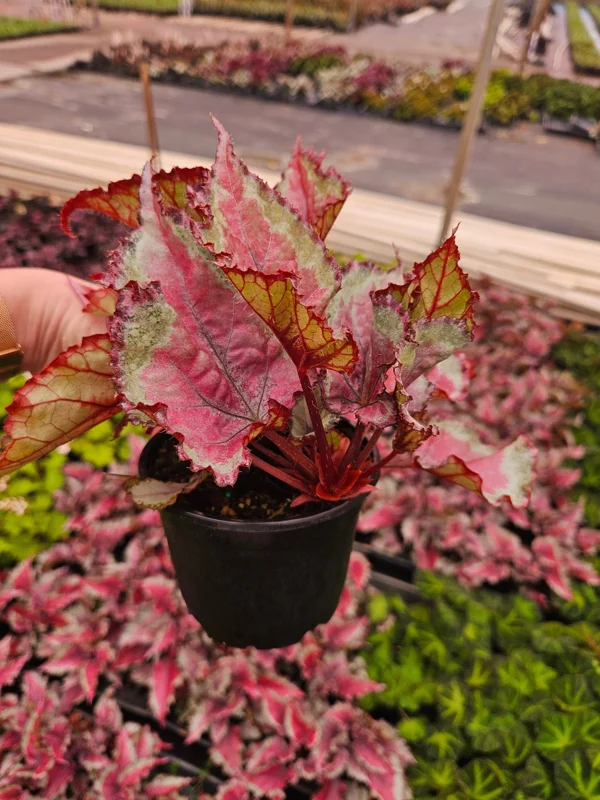 Spitfire Rex Begonia Live Plant – 5 Inch Pot – Indoor Foliage Houseplant - Image 1