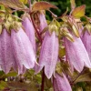 Spotted Bellflower Seeds Mix - Pink, White, Purple Perennial - 150 Seeds - Image 1