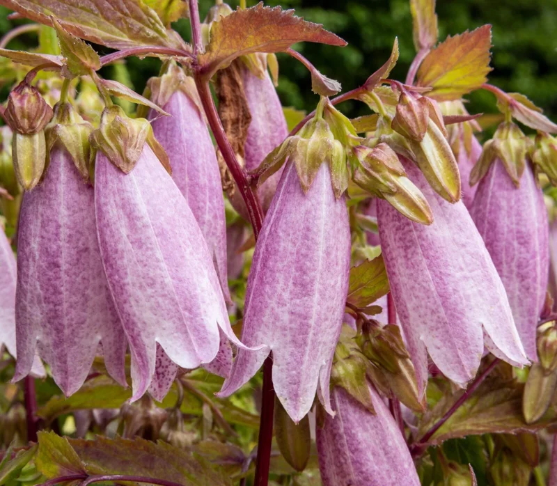Spotted Bellflower Seeds Mix - Pink, White, Purple Perennial - 150 Seeds - Image 1