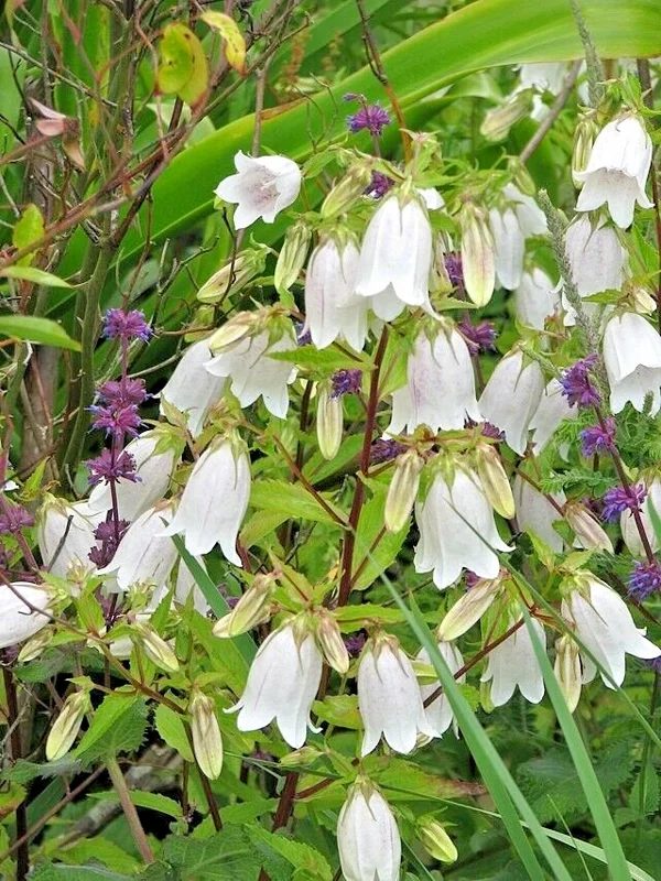 Spotted Bellflower Seeds Mix - Pink, White, Purple Perennial - 150 Seeds - Image 2