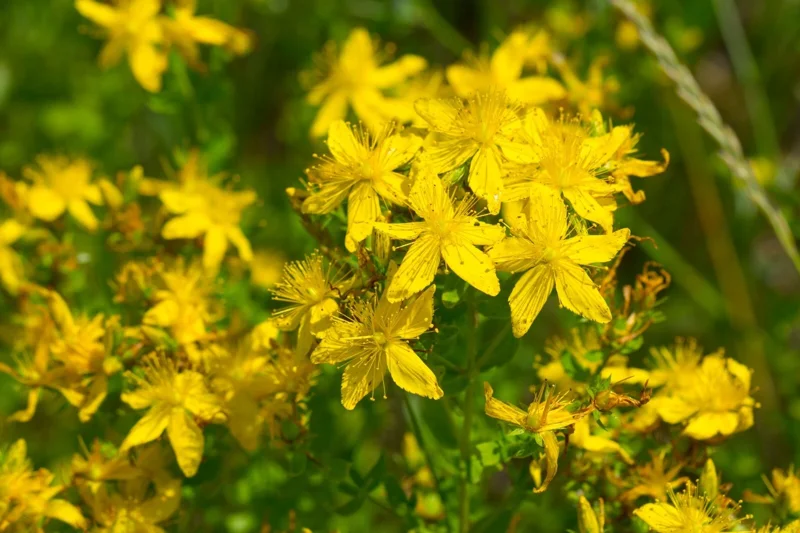 St. John's Wort Herb Seeds - Hypericum Perforatum - 1000 Bulk Seeds - Easy Grow - Image 2