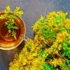 St. John's Wort Herb Seeds - Hypericum Perforatum - 1000 Bulk Seeds - Easy Grow - Image 1