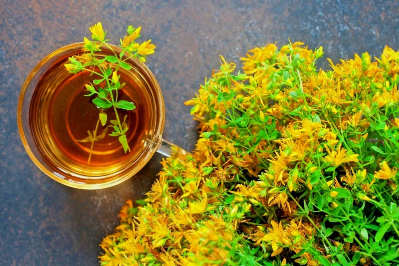 St. John's Wort Herb Seeds - Hypericum Perforatum - 1000 Bulk Seeds - Easy Grow - Image 1