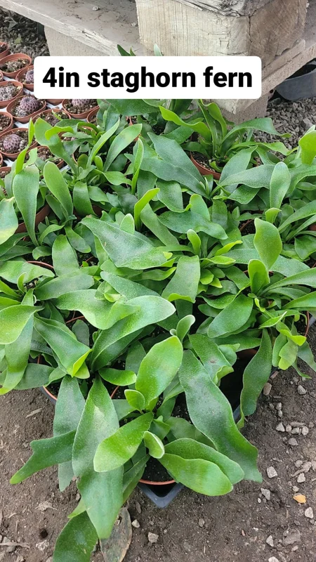 Staghorn Fern Live Plant – 4 inch Pot – Unique Indoor Foliage - Image 2