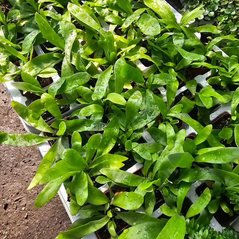 Staghorn Fern Live Plant – 4 inch Pot – Unique Indoor Foliage Staghorn Fern Live Plant – 4 inch Pot – Unique Indoor Foliage - Image 3