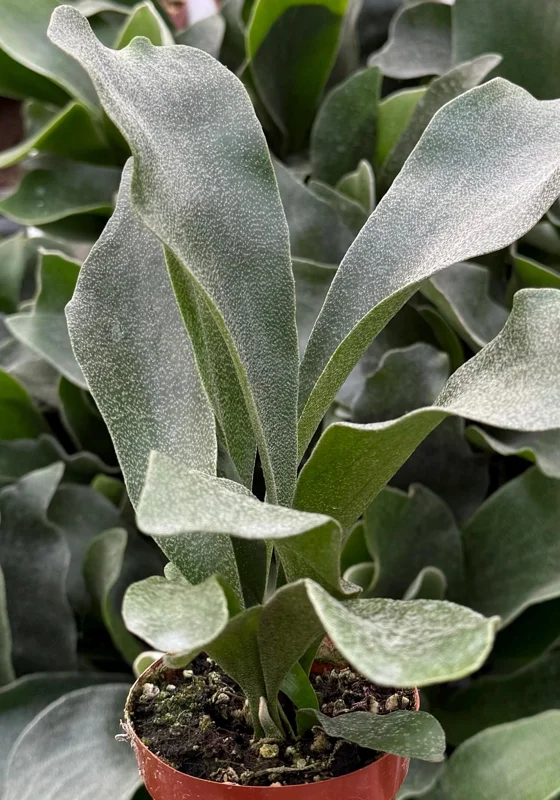 Staghorn Fern (Platycerium Bifurcatum) Live Plant - Unique Hanging Houseplant - Image 2