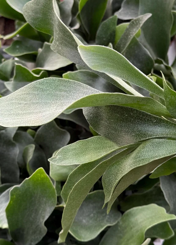 Staghorn Fern (Platycerium Bifurcatum) Live Plant - Unique Hanging Houseplant - Image 1