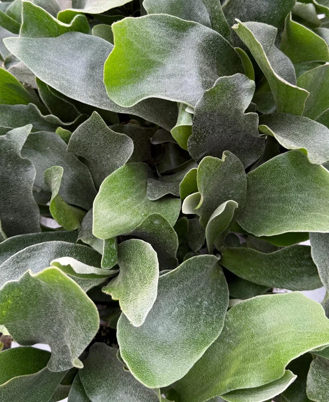 Staghorn Fern (Platycerium Bifurcatum) Live Plant - Unique Hanging Houseplant Staghorn Fern (Platycerium Bifurcatum) Live Plant - Unique Hanging Houseplant - Image 3