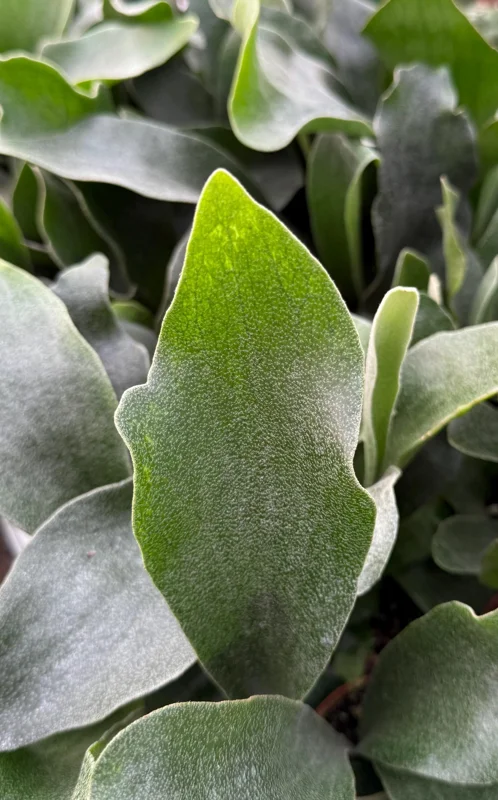 Staghorn Fern (Platycerium Bifurcatum) Live Plant - Unique Hanging Houseplant Staghorn Fern (Platycerium Bifurcatum) Live Plant - Unique Hanging Houseplant - Image 4