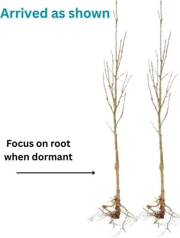 Staghorn Sumac Live Plants – 2 Bare Root Dormant Shrubs, 6-12 Inch Tall, Outdoor Staghorn Sumac Live Plants – 2 Bare Root Dormant Shrubs, 6-12 Inch Tall, Outdoor - Image 10