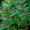 Staghorn Sumac Live Plants – 2 Bare Root Dormant Shrubs, 6-12 Inch Tall, Outdoor Staghorn Sumac Live Plants – 2 Bare Root Dormant Shrubs, 6-12 Inch Tall, Outdoor - Image 1