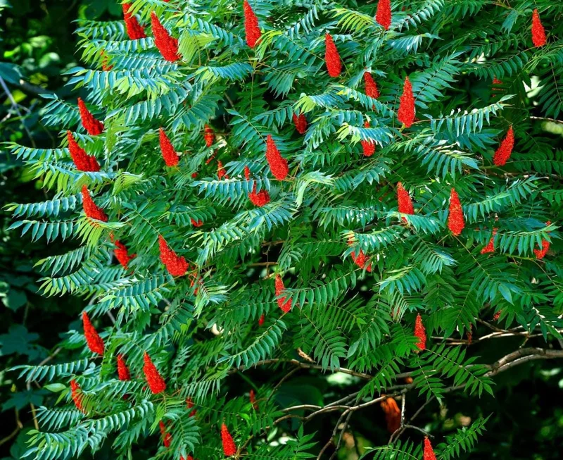 Staghorn Sumac Live Plants – 2 Bare Root Dormant Shrubs, 6-12 Inch Tall, Outdoor Staghorn Sumac Live Plants – 2 Bare Root Dormant Shrubs, 6-12 Inch Tall, Outdoor - Image 1