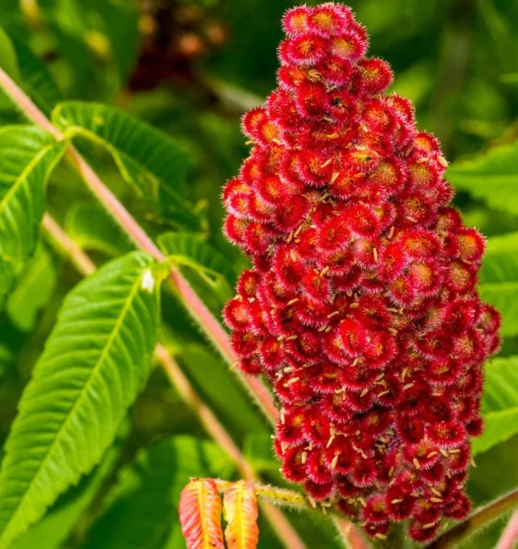 Staghorn Sumac Live Plants – 2 Bare Root Dormant Shrubs, 6-12 Inch Tall, Outdoor Staghorn Sumac Live Plants – 2 Bare Root Dormant Shrubs, 6-12 Inch Tall, Outdoor - Image 2