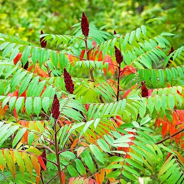 Staghorn Sumac Live Plants – 2 Bare Root Dormant Shrubs, 6-12 Inch Tall, Outdoor Staghorn Sumac Live Plants – 2 Bare Root Dormant Shrubs, 6-12 Inch Tall, Outdoor - Image 3