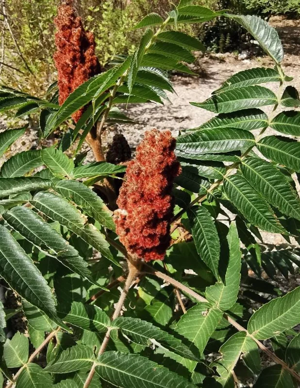 Staghorn Sumac Live Plants – 2 Bare Root Dormant Shrubs, 6-12 Inch Tall, Outdoor Staghorn Sumac Live Plants – 2 Bare Root Dormant Shrubs, 6-12 Inch Tall, Outdoor - Image 4