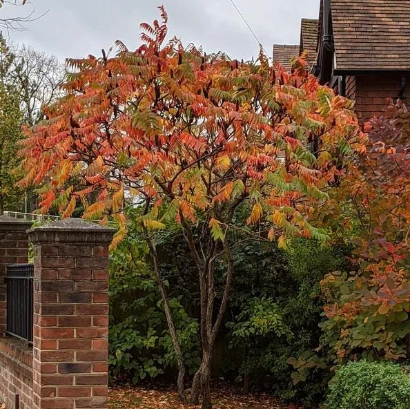 Staghorn Sumac Live Plants – 2 Bare Root Dormant Shrubs, 6-12 Inch Tall, Outdoor Staghorn Sumac Live Plants – 2 Bare Root Dormant Shrubs, 6-12 Inch Tall, Outdoor - Image 5