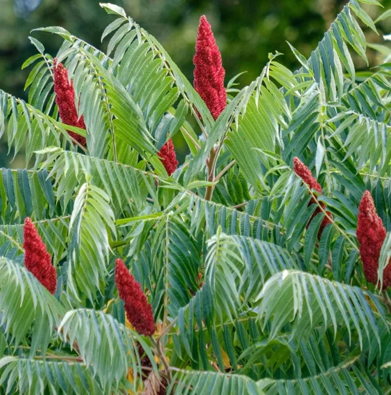 Staghorn Sumac Live Plants – 2 Bare Root Dormant Shrubs, 6-12 Inch Tall, Outdoor Staghorn Sumac Live Plants – 2 Bare Root Dormant Shrubs, 6-12 Inch Tall, Outdoor - Image 6