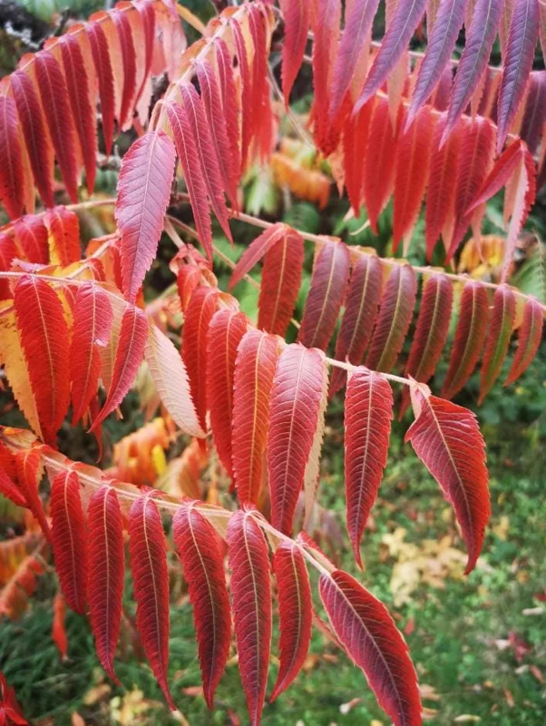 Staghorn Sumac Live Plants – 2 Bare Root Dormant Shrubs, 6-12 Inch Tall, Outdoor Staghorn Sumac Live Plants – 2 Bare Root Dormant Shrubs, 6-12 Inch Tall, Outdoor - Image 7
