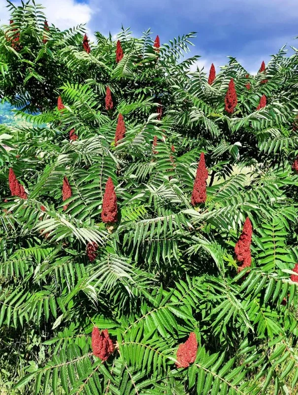 Staghorn Sumac Live Plants – 2 Bare Root Dormant Shrubs, 6-12 Inch Tall, Outdoor Staghorn Sumac Live Plants – 2 Bare Root Dormant Shrubs, 6-12 Inch Tall, Outdoor - Image 8