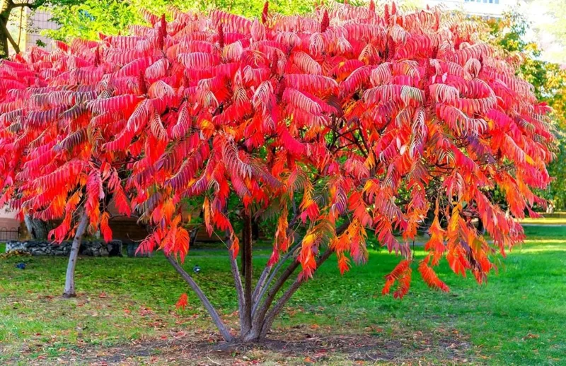 Staghorn Sumac Live Plants – 2 Bare Root Dormant Shrubs, 6-12 Inch Tall, Outdoor Staghorn Sumac Live Plants – 2 Bare Root Dormant Shrubs, 6-12 Inch Tall, Outdoor - Image 9