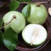 Star Apple Plant (Caimito) - Green/White Fruit Tree - Chrysophyllum Cainito - 20” Tall Live Plant - Image 1
