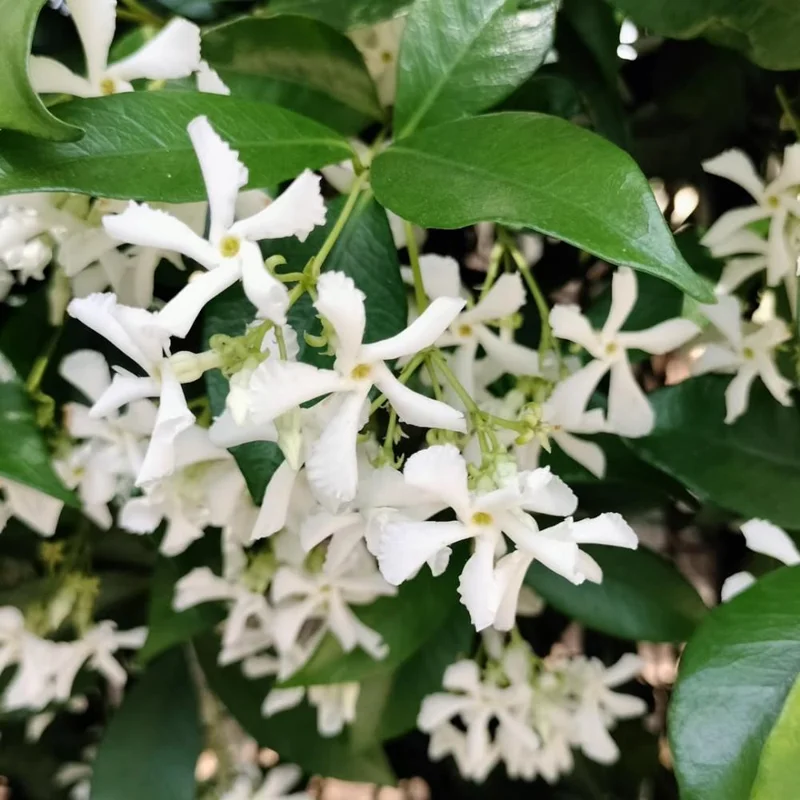 Star Confederate Jasmine Live Plant – Fragrant Vine – 4-8 Inches – Outdoor - Image 2