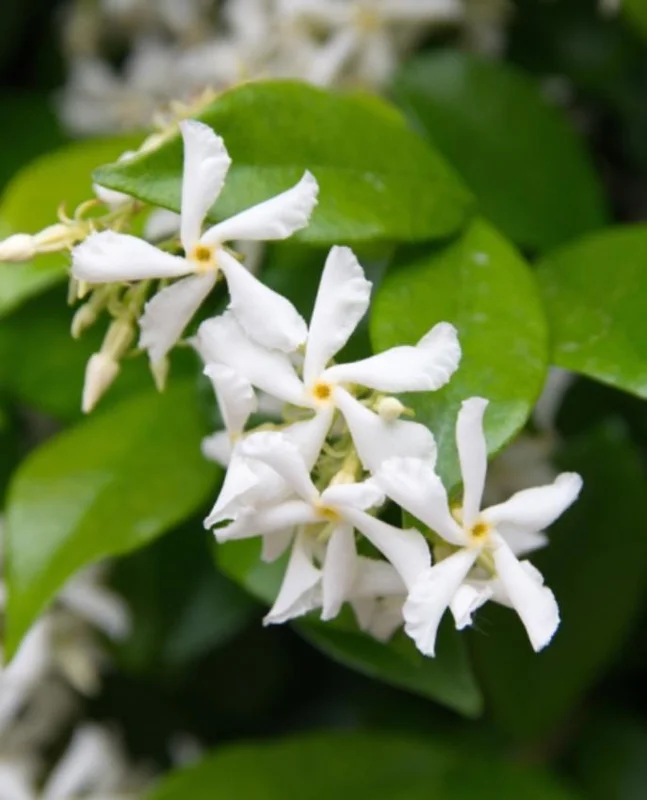 Star Jasmine Live Plant – Fragrant Evergreen Vine – 3 Inch Pot – 10 Inch Tall Star Jasmine Live Plant – Fragrant Evergreen Vine – 3 Inch Pot – 10 Inch Tall - Image 2