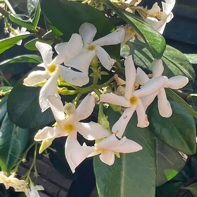 Star Jasmine Live Plant – Fragrant Evergreen Vine – 3 Inch Pot – 10 Inch Tall Star Jasmine Live Plant – Fragrant Evergreen Vine – 3 Inch Pot – 10 Inch Tall - Image 3