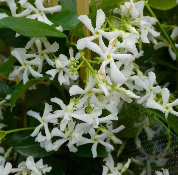 Star Jasmine Live Plant – Fragrant Evergreen Vine – 3 Inch Pot – 10 Inch Tall Star Jasmine Live Plant – Fragrant Evergreen Vine – 3 Inch Pot – 10 Inch Tall - Image 4