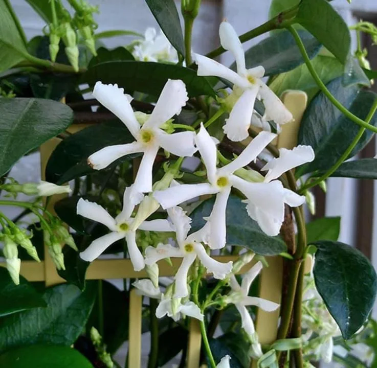Star Jasmine Live Plant – Fragrant Evergreen Vine – 3 Inch Pot – 10 Inch Tall Star Jasmine Live Plant – Fragrant Evergreen Vine – 3 Inch Pot – 10 Inch Tall - Image 1