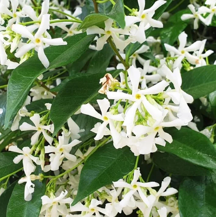 Star Jasmine Live Plant – Fragrant Evergreen Vine – 3 Inch Pot – 10 Inch Tall Star Jasmine Live Plant – Fragrant Evergreen Vine – 3 Inch Pot – 10 Inch Tall - Image 5