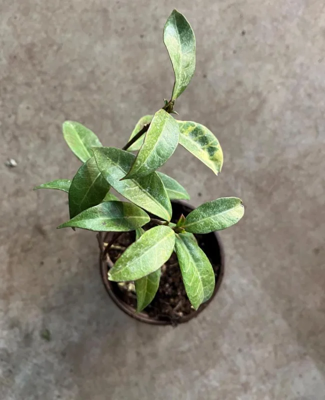 Star Jasmine Live Plant – Fragrant Evergreen Vine – 3 Inch Pot – 10 Inch Tall Star Jasmine Live Plant – Fragrant Evergreen Vine – 3 Inch Pot – 10 Inch Tall - Image 6