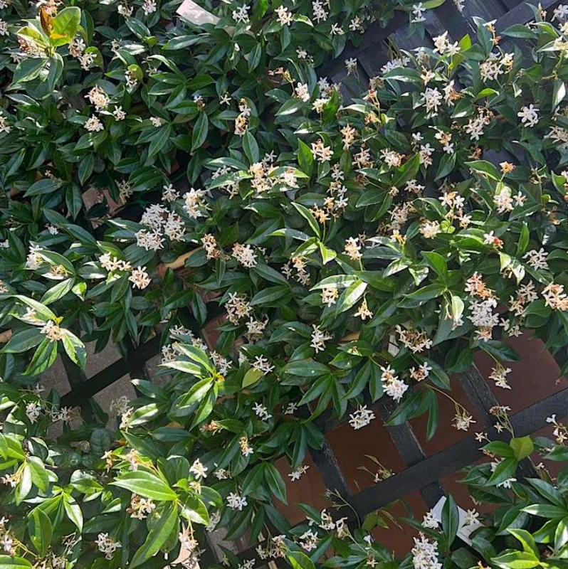 Star Jasmine Live Plant – Fragrant Evergreen Vine – 3 Inch Pot – 10 Inch Tall Star Jasmine Live Plant – Fragrant Evergreen Vine – 3 Inch Pot – 10 Inch Tall - Image 7