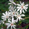 Star Magnolia Tree Live Plant – 6-12 Inches Tall, White Fragrant Flowers Star Magnolia Tree Live Plant – 6-12 Inches Tall, White Fragrant Flowers - Image 1