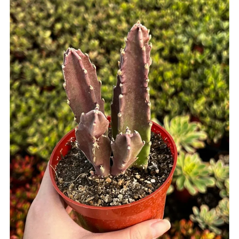 Starfish Flower Cactus Succulent Live Plant - Stapelia gigantea - 2 inch Pot - Image 2