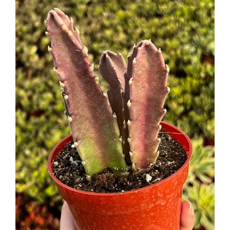 Starfish Flower Cactus Succulent Live Plant - Stapelia gigantea - 2 inch Pot Starfish Flower Cactus Succulent Live Plant - Stapelia gigantea - 2 inch Pot - Image 3