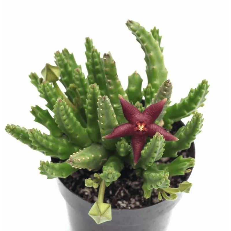 Starfish Flower Cactus Succulent Live Plant - Stapelia gigantea - 2 inch Pot Starfish Flower Cactus Succulent Live Plant - Stapelia gigantea - 2 inch Pot - Image 4