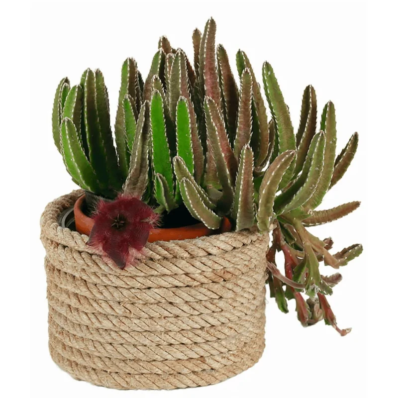 Starfish Flower Cactus Succulent Live Plant - Stapelia gigantea - 2 inch Pot Starfish Flower Cactus Succulent Live Plant - Stapelia gigantea - 2 inch Pot - Image 5