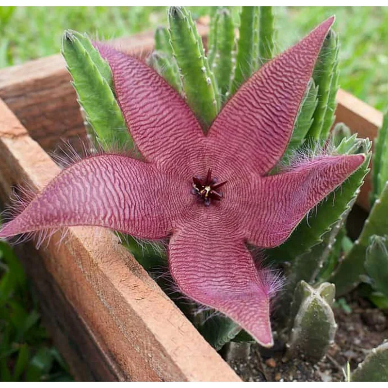 Starfish Flower Cactus Succulent Live Plant - Stapelia gigantea - 2 inch Pot Starfish Flower Cactus Succulent Live Plant - Stapelia gigantea - 2 inch Pot - Image 6