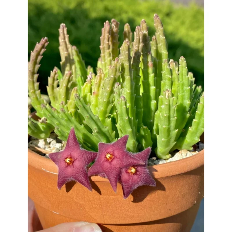 Starfish Flower Cactus Succulent Live Plant - Stapelia gigantea - 2 inch Pot - Image 1