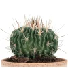 Stenocactus Multicostatus Brain Cactus Live Plant – 3 inch Pot – Indoor/Outdoor Stenocactus Multicostatus Brain Cactus Live Plant – 3 inch Pot – Indoor/Outdoor - Image 1