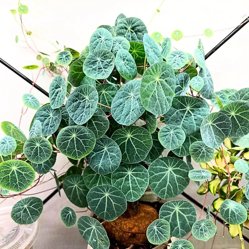 Stephania Cepharantha Live Caudex Plant, 4-7 inches Tall in 3.5 inch Pot, Houseplant Stephania Cepharantha Live Caudex Plant, 4-7 inches Tall in 3.5 inch Pot, Houseplant - Image 2