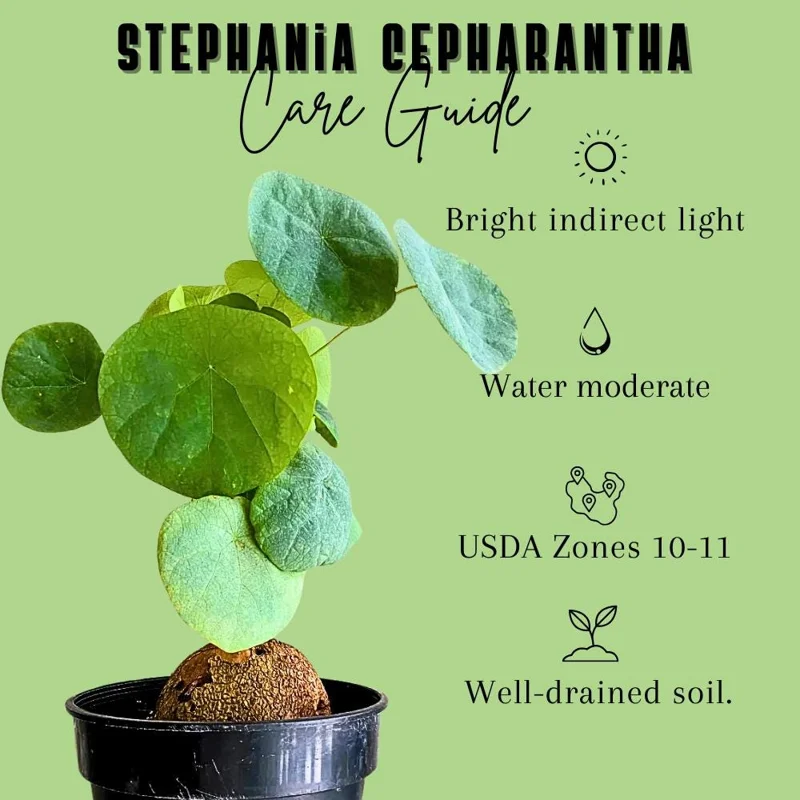 Stephania Cepharantha Live Caudex Plant, 4-7 inches Tall in 3.5 inch Pot, Houseplant Stephania Cepharantha Live Caudex Plant, 4-7 inches Tall in 3.5 inch Pot, Houseplant - Image 3