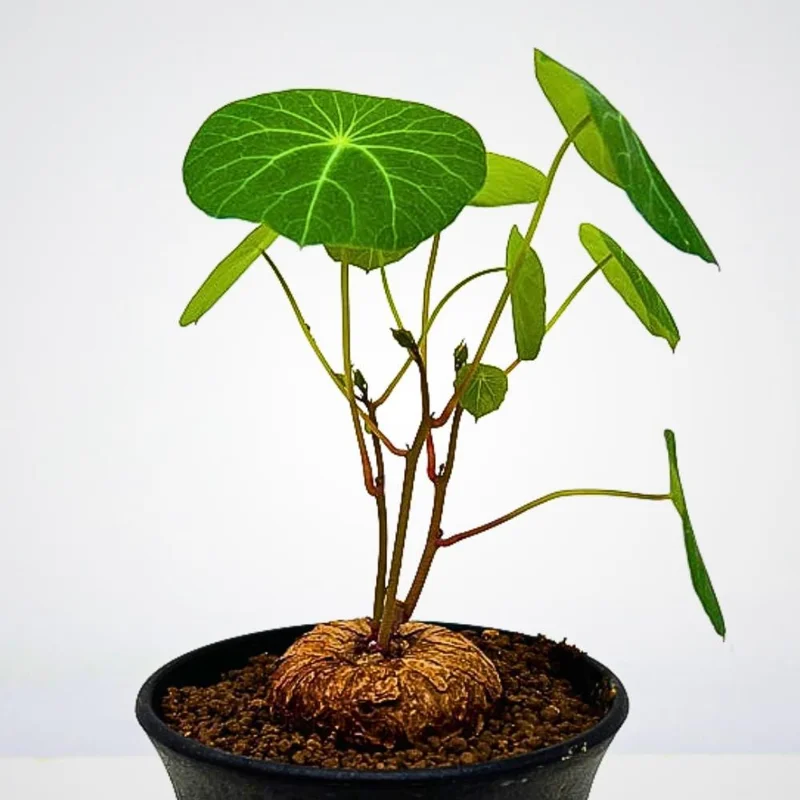 Stephania Cepharantha Live Caudex Plant, 4-7 inches Tall in 3.5 inch Pot, Houseplant Stephania Cepharantha Live Caudex Plant, 4-7 inches Tall in 3.5 inch Pot, Houseplant - Image 4